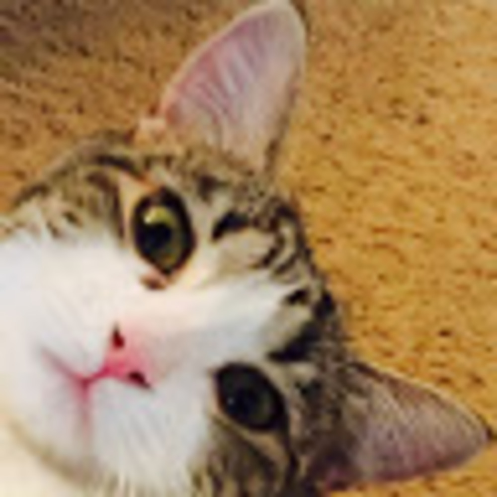 Meet your Posher, Liz